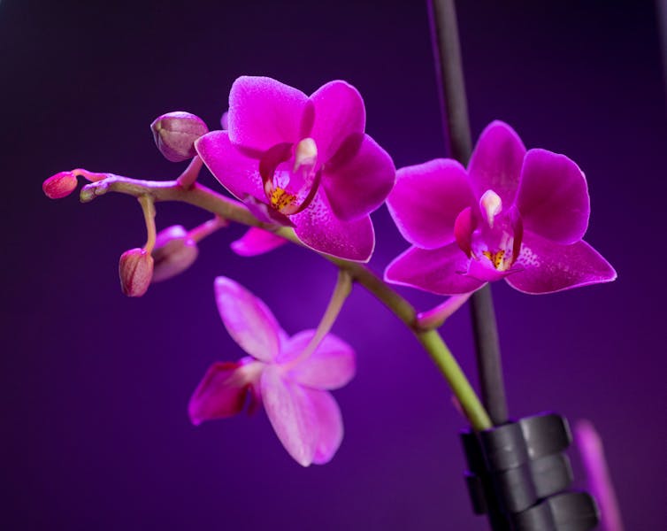 Centro de mesa floral decoración evento