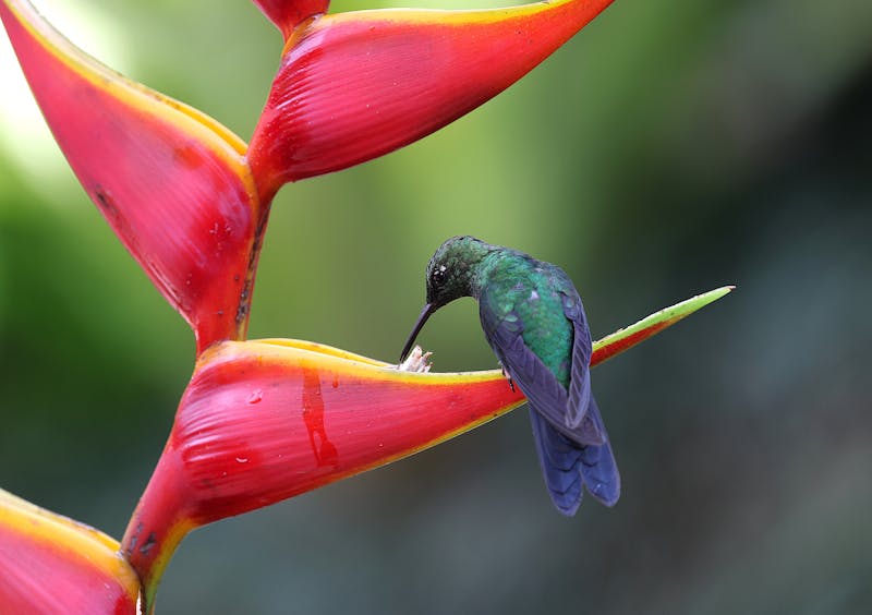 Flores románticas San Valentín interflora