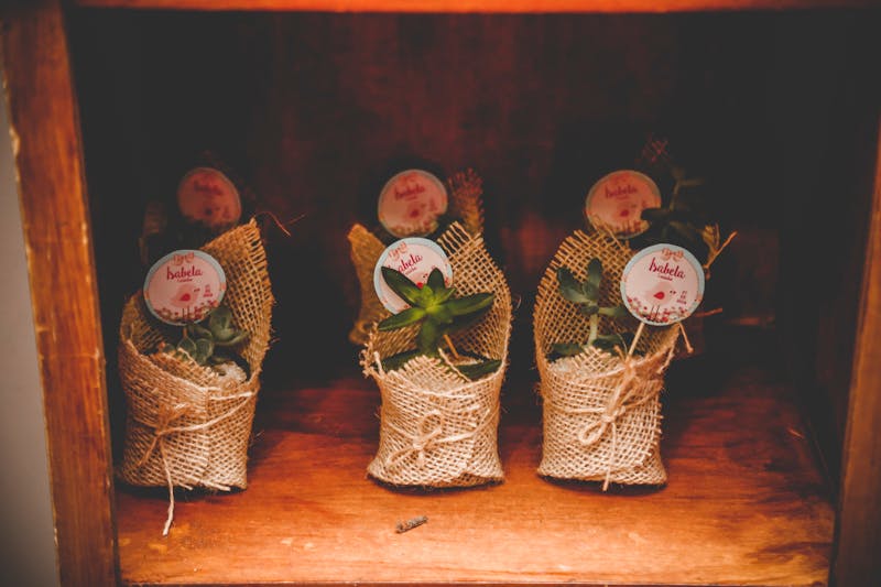 Planta suculenta en maceta decorativa para regalo