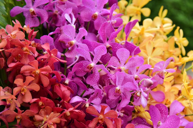 Plantas de interior para decoración del hogar
